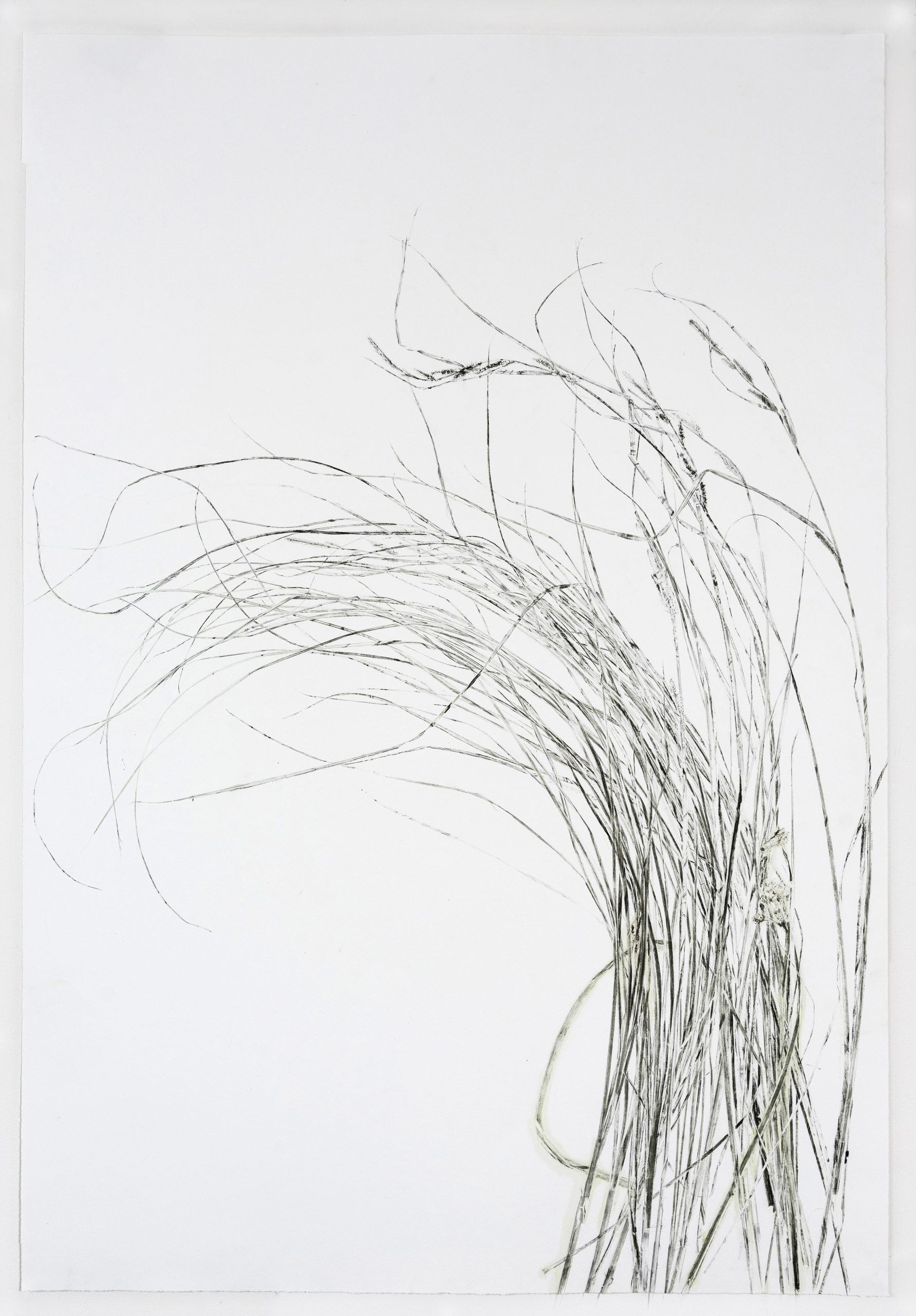 Linda Ridgway Blackland Prairie #2, 2024