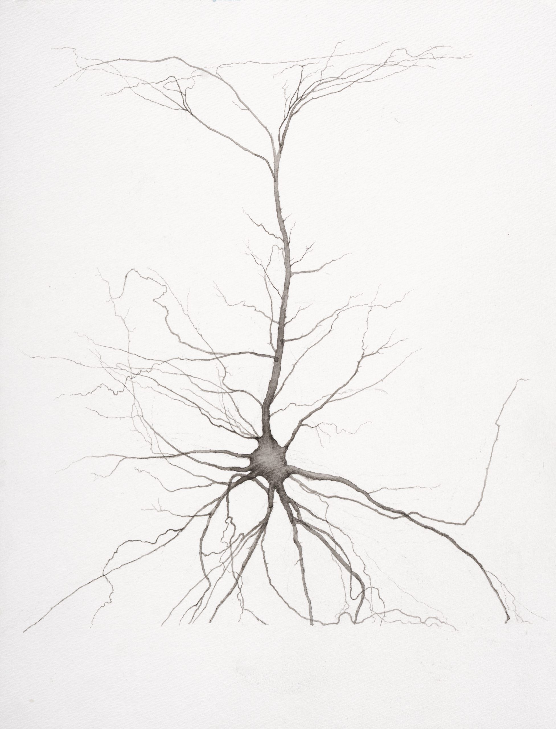 Study for Overgrown Neuron no. 2, 2025
