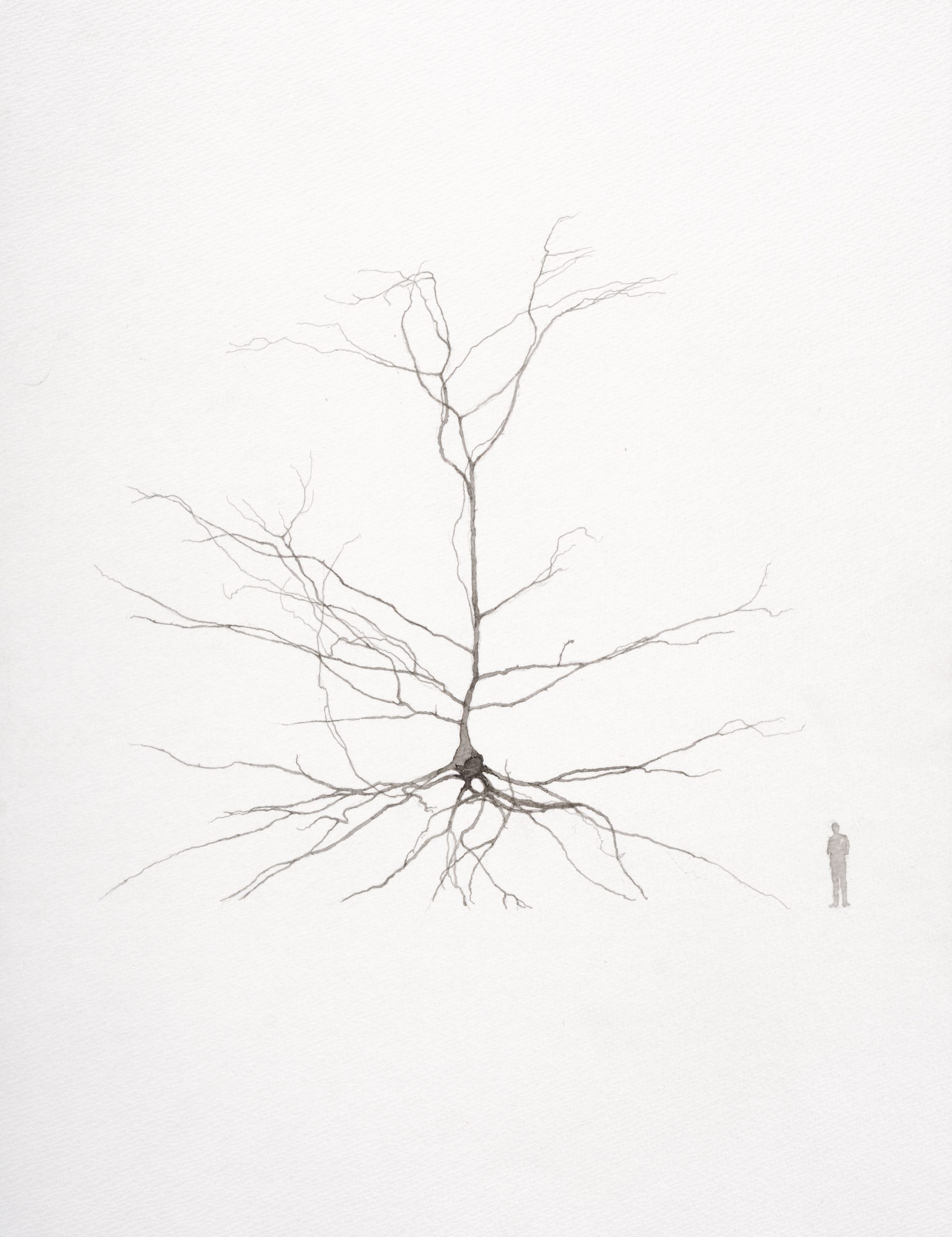 Study for Overgrown Neuron no. 4, 2025